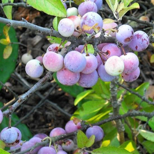 5 Beach Plum Prunus Maritima Native Edible Fruit Shrub Bush White Flower Seeds | www.seedsplantworld.com