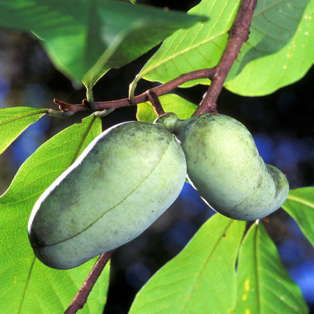 5 Paw Paw Fruit Tree Indian Banana Asimina Triloba Flower Seeds | www.seedsplantworld.com