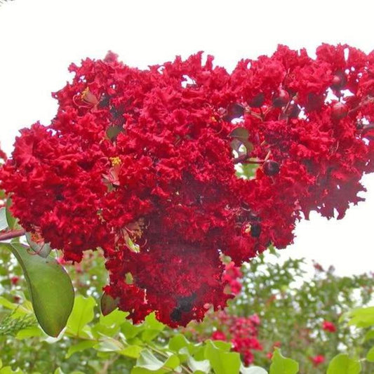 35 Red Crepe Myrtle Crape Tree Shrub Lagerstroemia Indica Flower Seeds | www.seedsplantworld.com