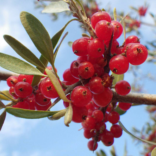 20 Silver Buffaloberry Shepherdia Argentea Red Fruit Seeds | www.seedsplantworld.com