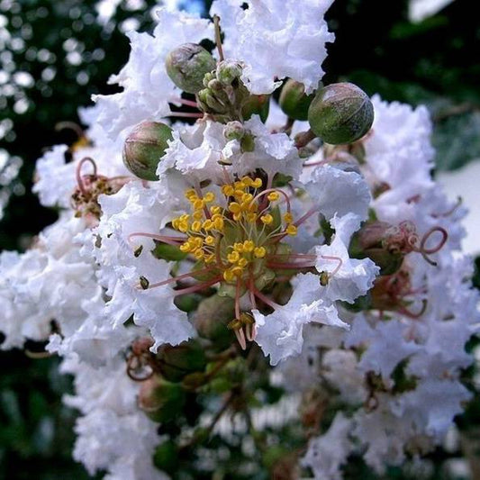 35 White Crepe Myrtle Crape Tree Shrub Lagerstroemia Indica Flower Seeds | www.seedsplantworld.com