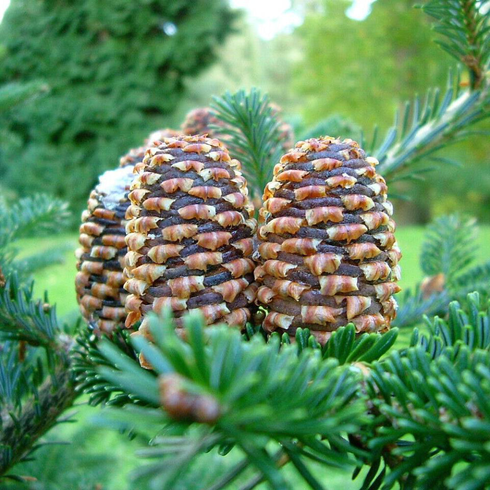 20 Fraser Fir Tree Seeds | www.seedsplantworld.com