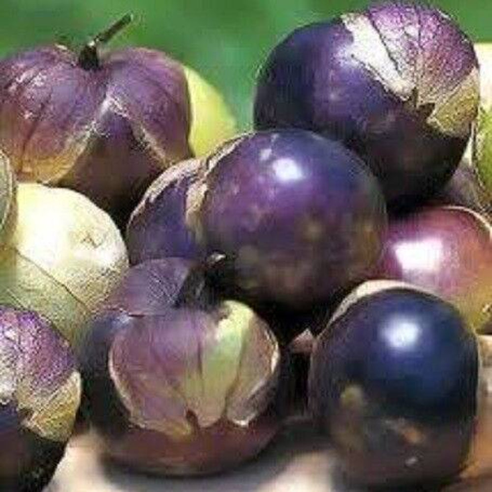 50 Purple Tomatillo Physalis Ixoxcarpa Vegetable Seeds | www.seedsplantworld.com