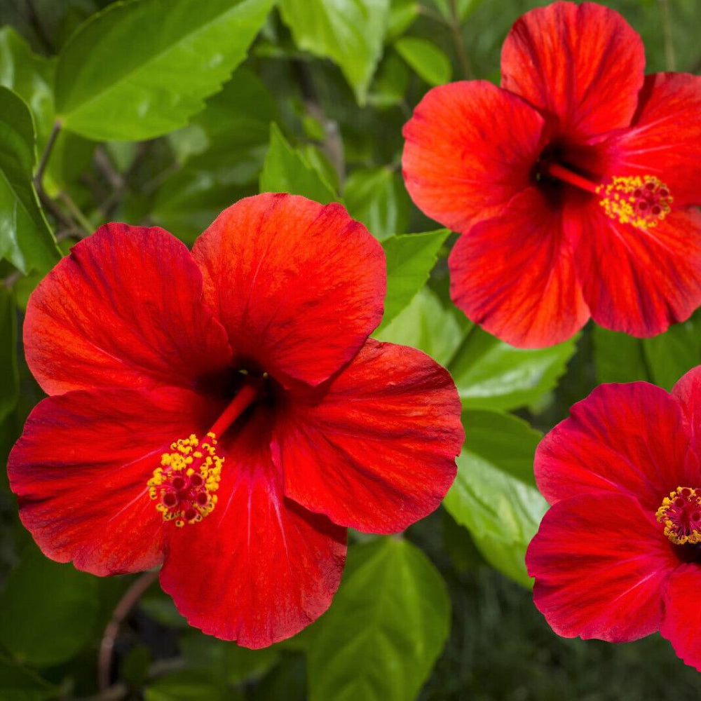 10 Luna Red Hardy Hibiscus Moscheutos Flower Small Bush Flower Seeds | www.seedsplantworld.com