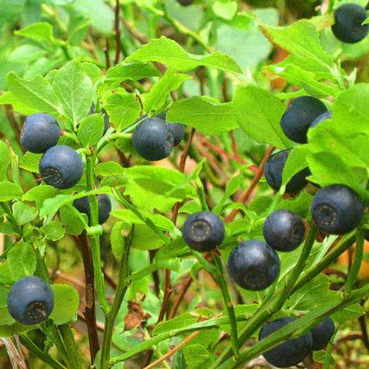 20 Common Bilberry Fruit Seeds | www.seedsplantworld.com