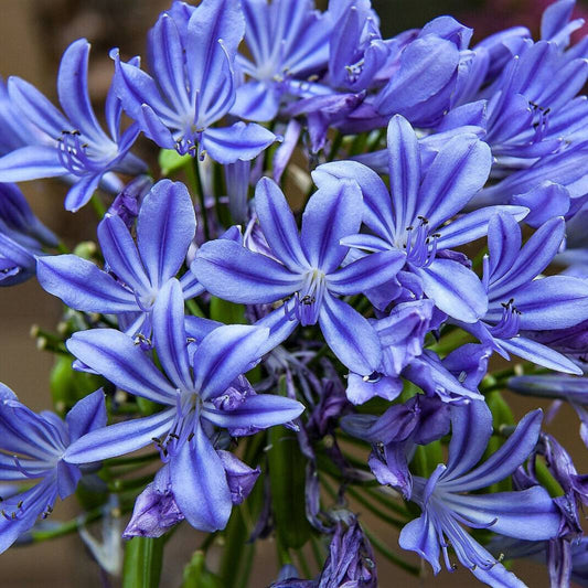 25 Blue Lily Of The Nile Agapanthus Orientalis African Lily Flower Seeds | www.seedsplantworld.com