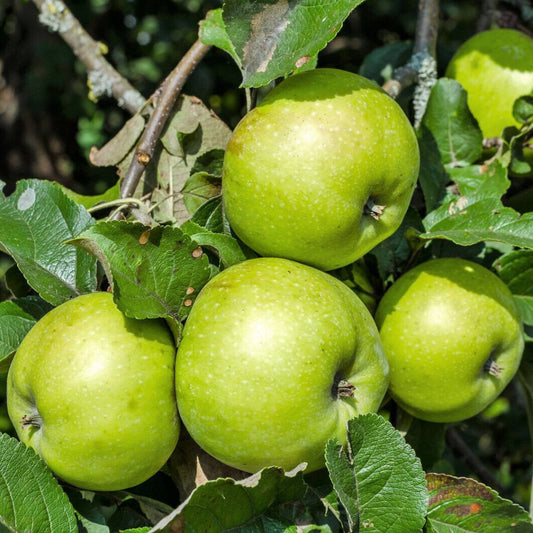 25 Antonovka Apple Tree Malus Pumila Antonovka Yellow Green Fruit Seeds | www.seedsplantworld.com