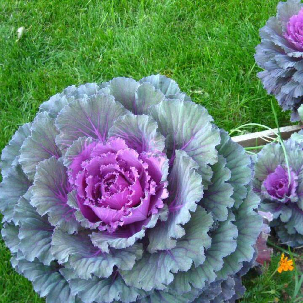 50 Mixed Ornamental Cabbage Flower Seeds | www.seedsplantworld.com