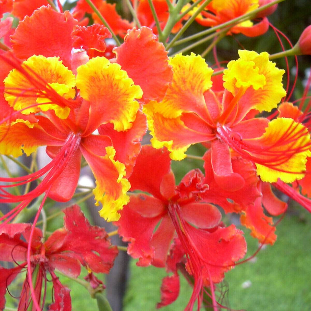 10 Red Bird Of Paradise Caesalpinia Pulcherrima Barbados Peacock Flower Seeds | www.seedsplantworld.com