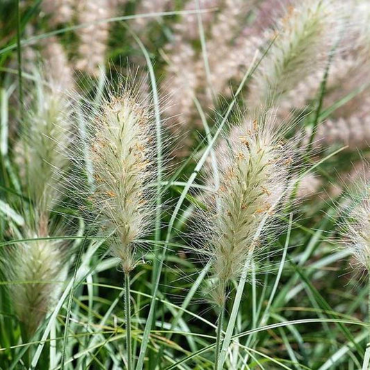 30 White Fountain Grass Pennisetum Villosum Ornamental Flower Seeds | www.seedsplantworld.com