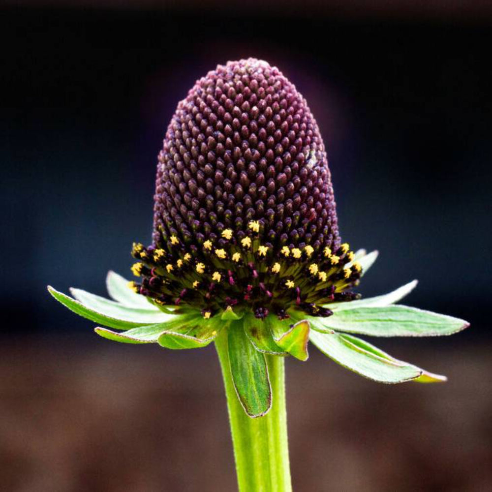 30 Western Coneflower Rudbeckia Occidentalis Green Wizard Black Flower Seeds | www.seedsplantworld.com