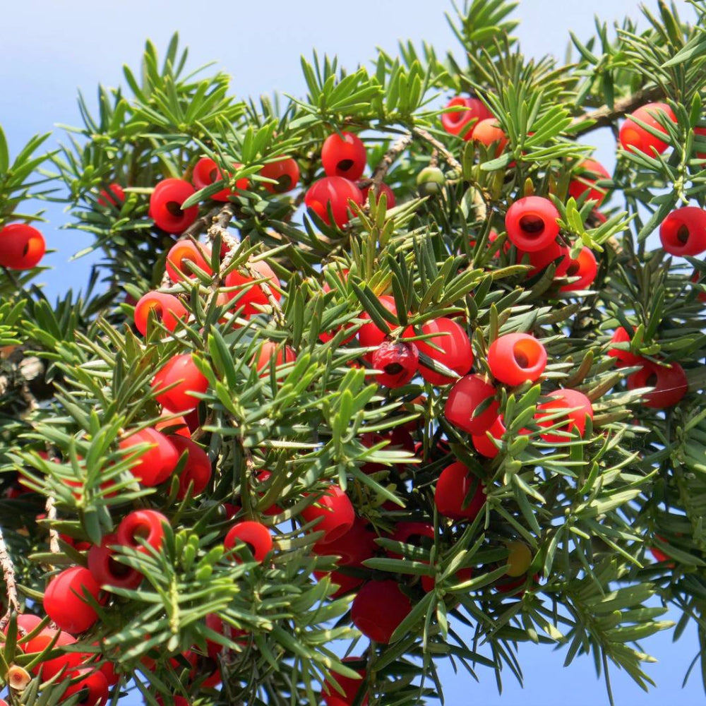 10 Pacific Yew Tree Taxus Baccata Brevifolia Evergreen Conifer Native Tree Seeds | www.seedsplantworld.com