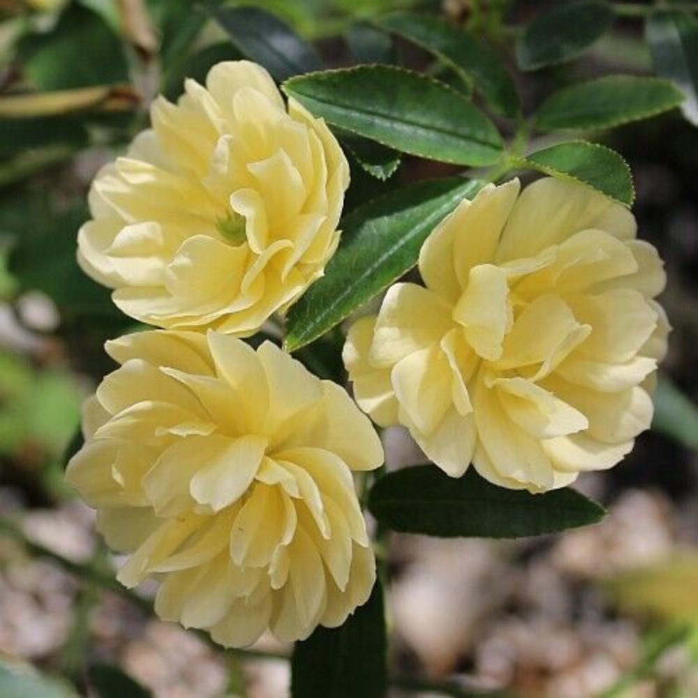 Rosa Lutea Lady Banks (Yellow) Flower Live Plant | www.seedsplantworld.com