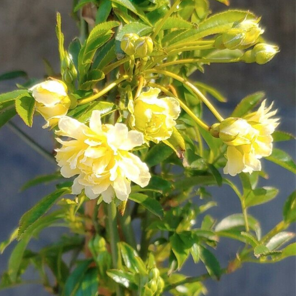 Rosa Lutea Lady Banks (Yellow) Flower Live Plant