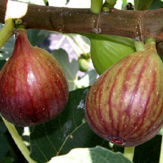Brown Turkey Fig Fruit Tree | www.seedsplantworld.com