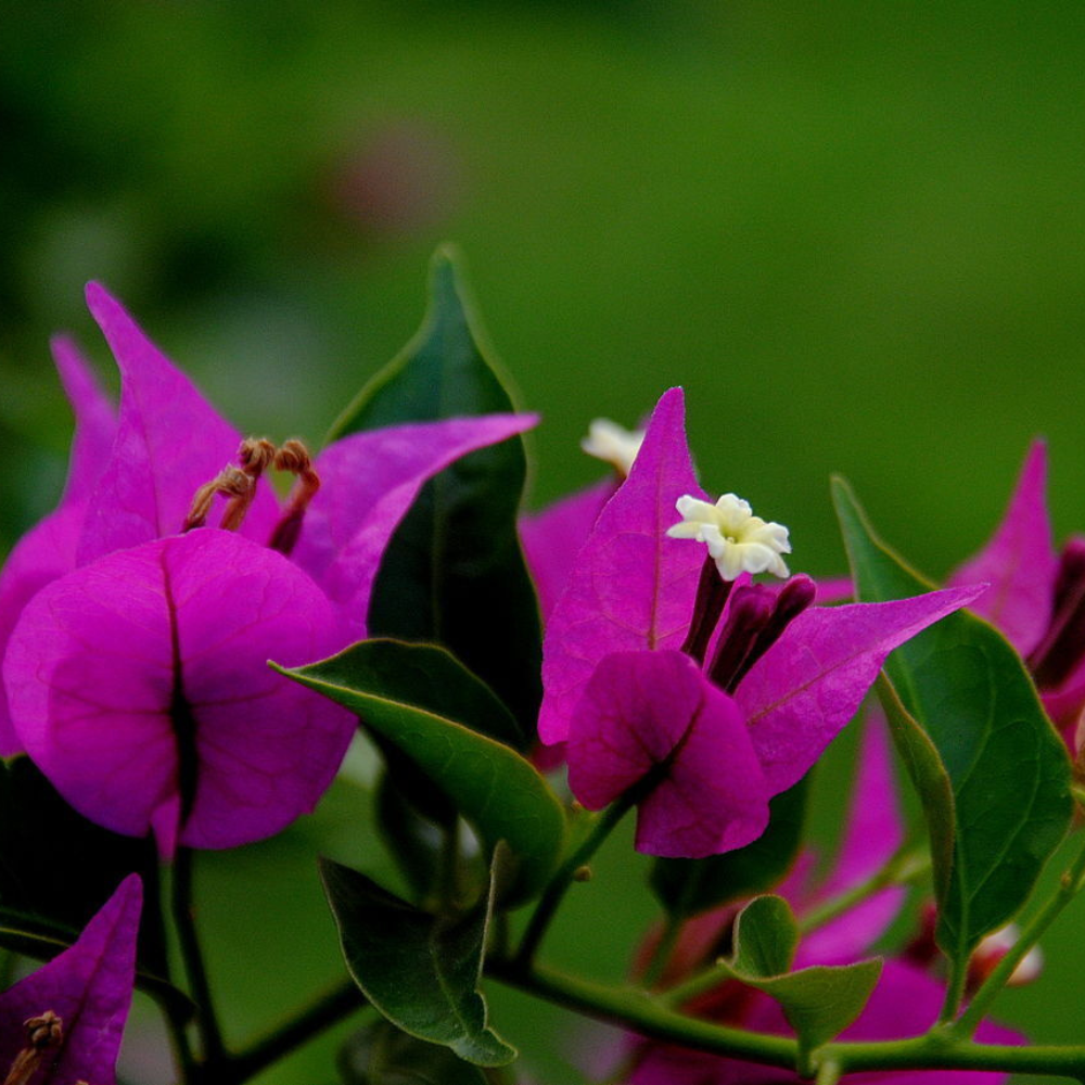 Bougainvillea (Royal Purple) Flower Live Plant | www.seedsplantworld.com