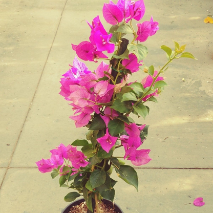 Bougainvillea (Royal Purple) Flower Live Plant