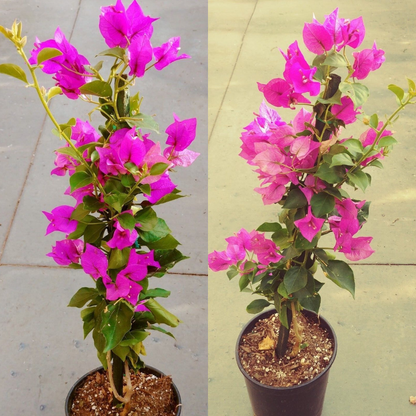 Bougainvillea (Royal Purple) Flower Live Plant