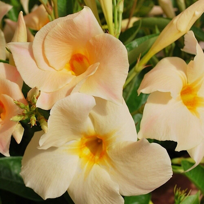 Dipladenia Madinia Flower Live Plant Creamy-Yellow (Apricot) | www.seedsplantworld.com