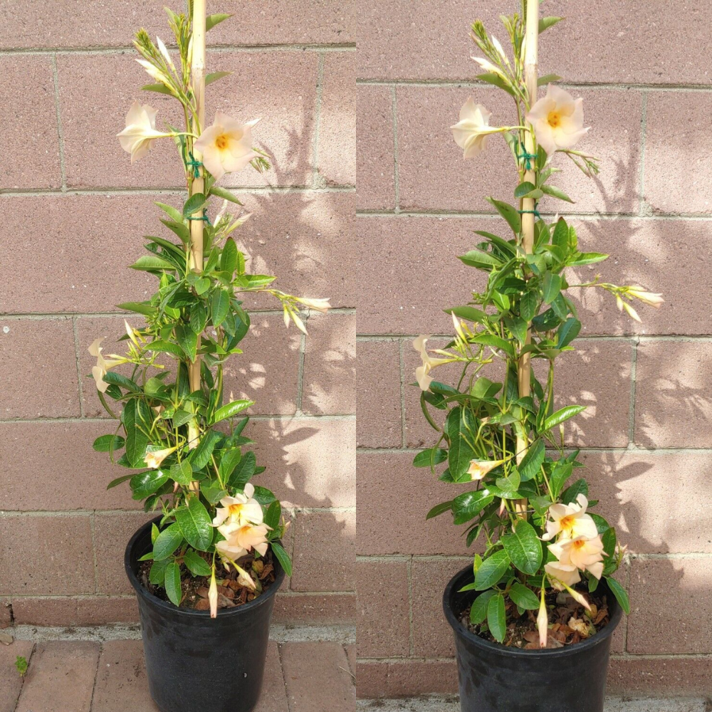 Dipladenia Madinia Flower Live Plant Creamy-Yellow (Apricot)