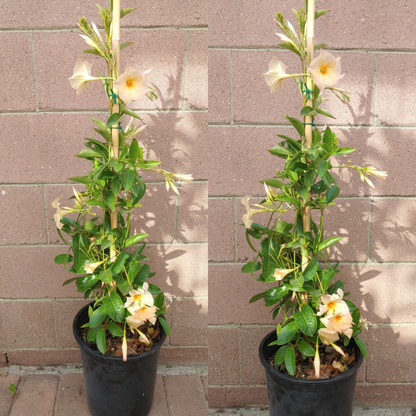 Dipladenia Madinia Flower Live Plant Creamy-Yellow (Apricot)