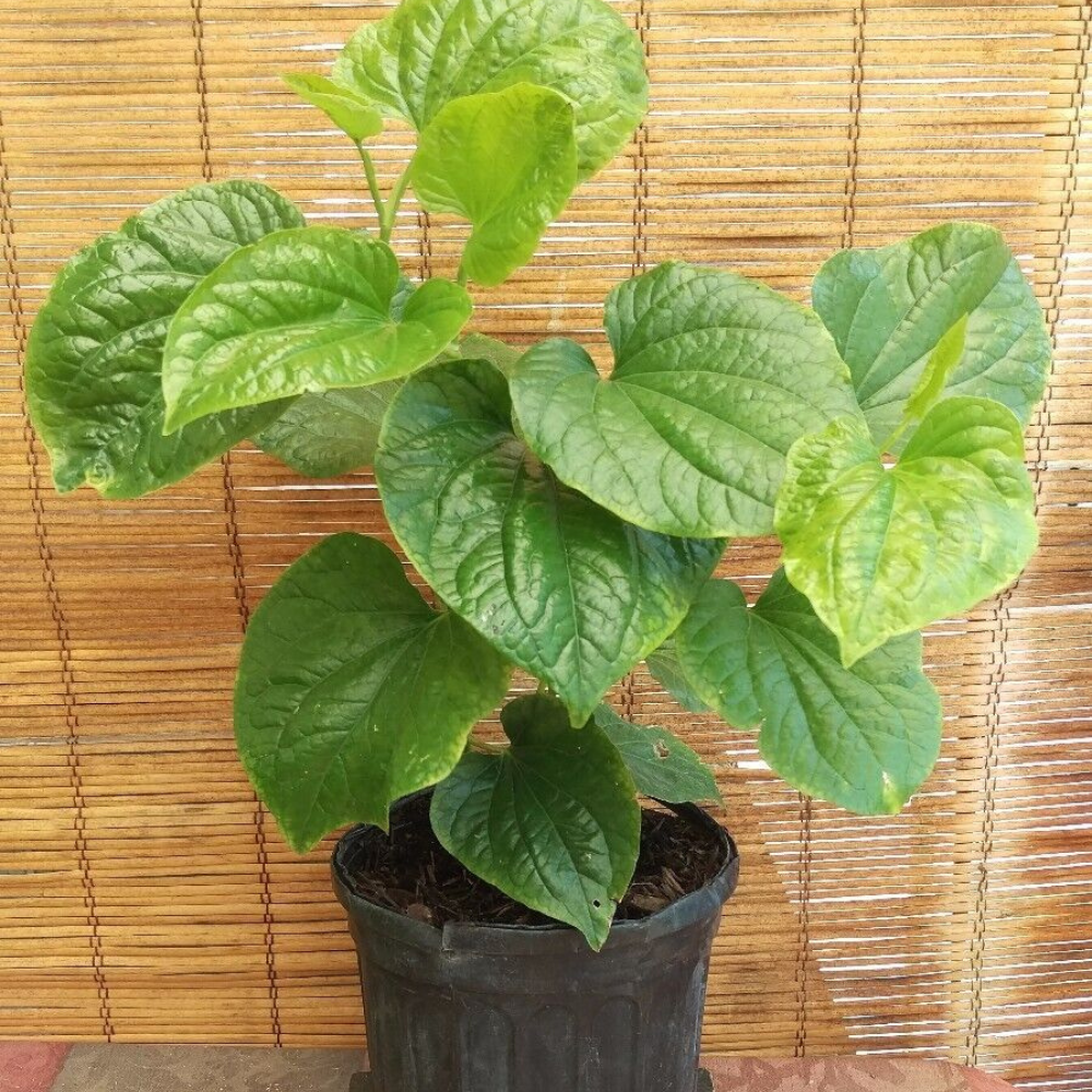 Betel Leaf,(Lá Lốt) Piper Lolot Flower Live Plant