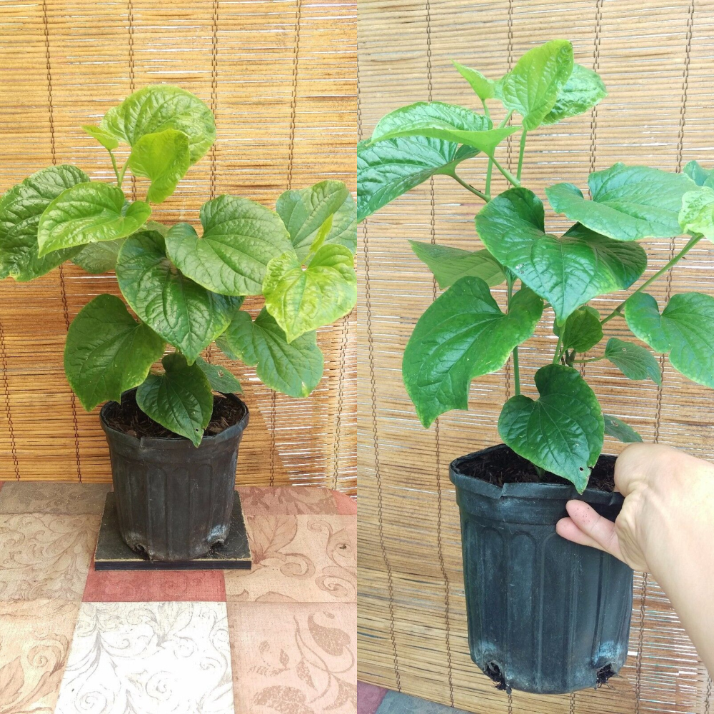 Betel Leaf,(Lá Lốt) Piper Lolot Flower Live Plant