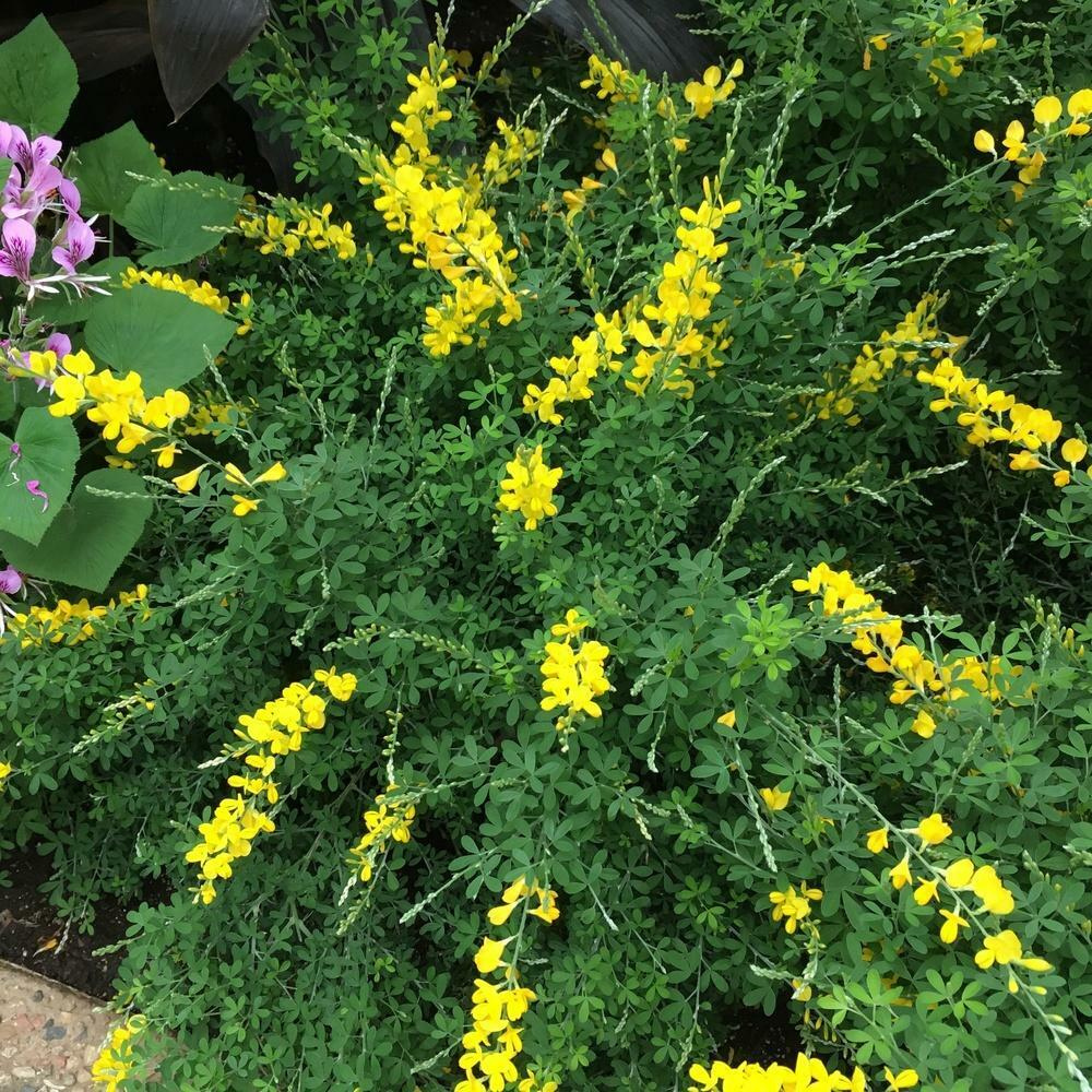 Sweet Broom (Cytisus x spachianus) Flower Live Plant | www.seedsplantworld.com