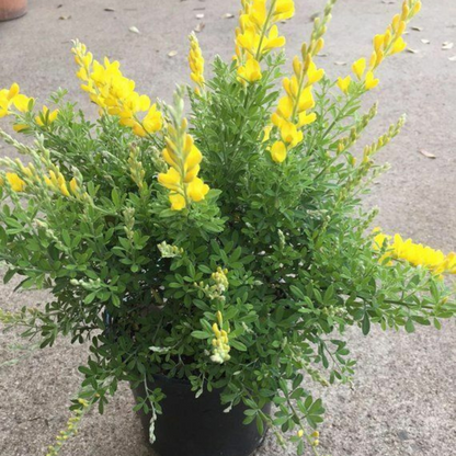 Sweet Broom (Cytisus x spachianus) Flower Live Plant