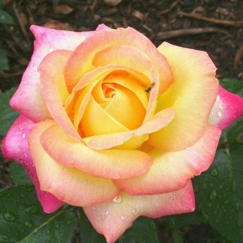 Peace Rose Flower Live Plants (Yellow With Soft Pink Flower) | www.seedsplantworld.com