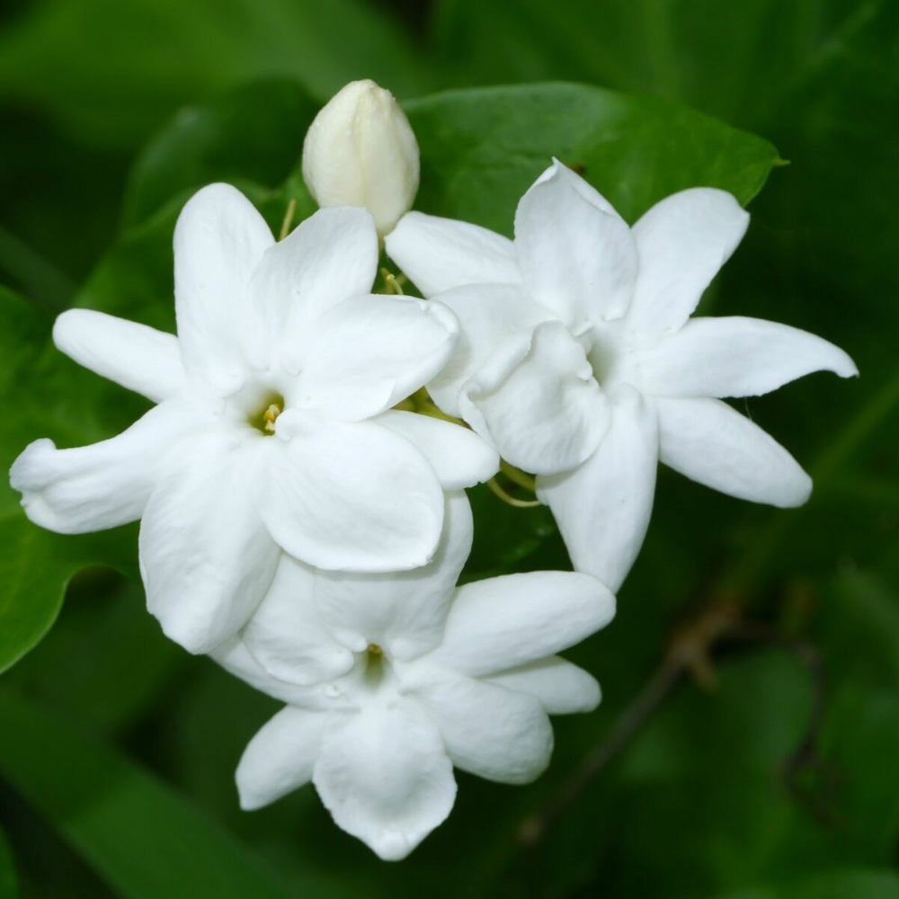 Jasmine Sambac 'Arabian' Flower Live Plant | www.seedsplantworld.com