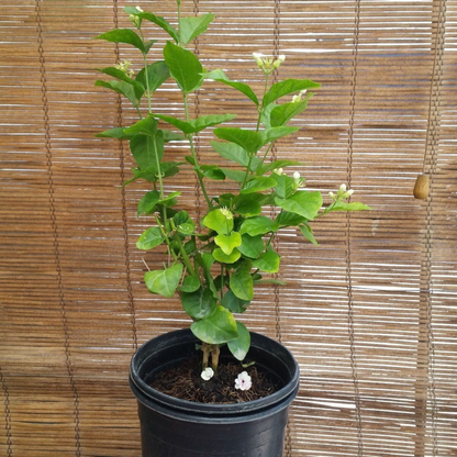 Jasmine Sambac 'Arabian' Flower Live Plant