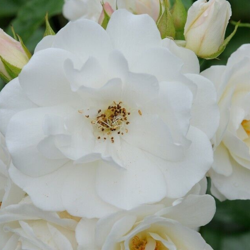 Iceberg Rose Flower Live Plants (White Flower)  | www.seedsplantworld.com