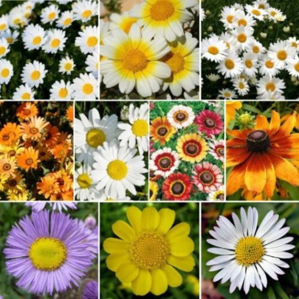 250 Daisy Wildflower Mix 10 Daisy Species Flowers Seeds | www.seedsplantworld.com