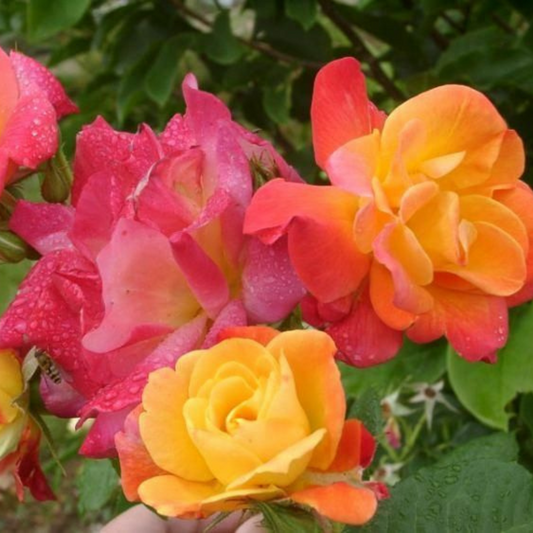 Joseph's Coat Climbing Rose (Multi-Colored) Flower Live Plant | www.seedsplantworld.com