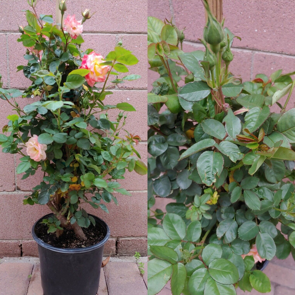 Joseph's Coat Climbing Rose (Multi-Colored) Flower Live Plant