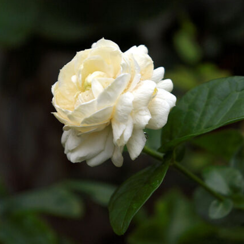 Jasmine (Triple Bloomer)  Flower Live Plant | www.seedsplantworld.com