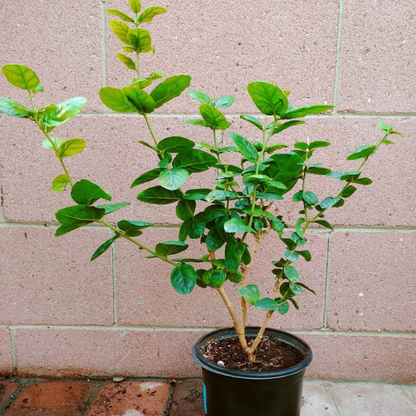 Jasmine (Triple Bloomer)  Flower Live Plant