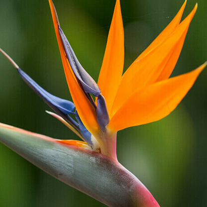 Bird Of Paradise Flower Live Plant | www.seedsplantworld.com