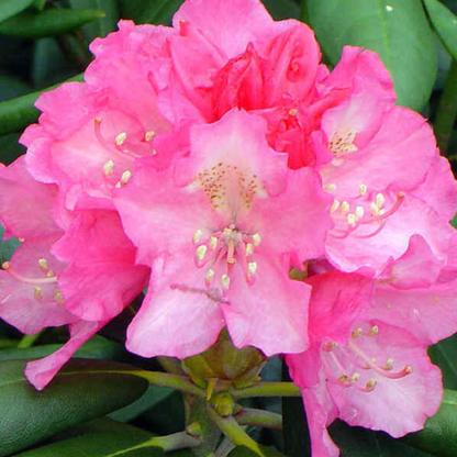 Kalinka Rhododendron Flower Live Plant | www.seedsplantworld.com