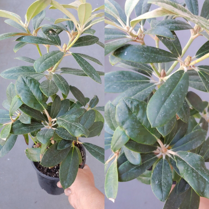 Kalinka Rhododendron Flower Live Plant