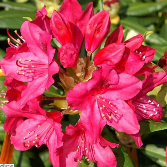 Nova Zembla Rhododendron Flower Live Plant | www.seedsplantworld.com