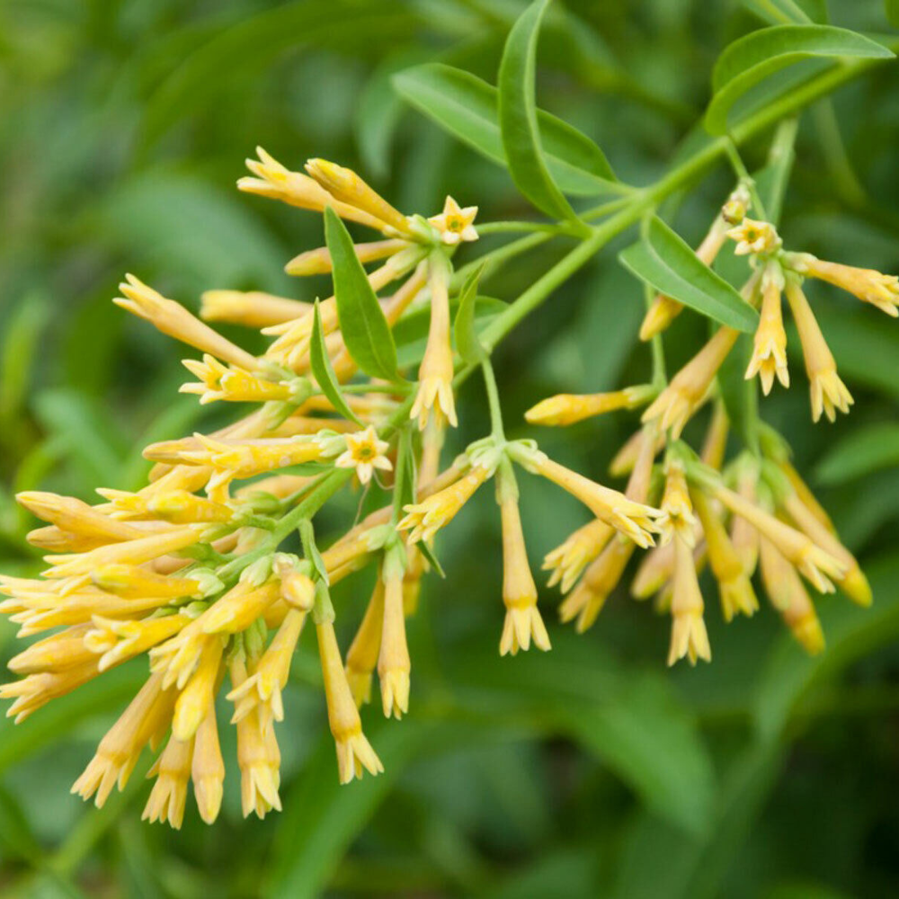 Yellow Night Blooming Jasmine Flower Live Plant | www.seedsplantworld.com