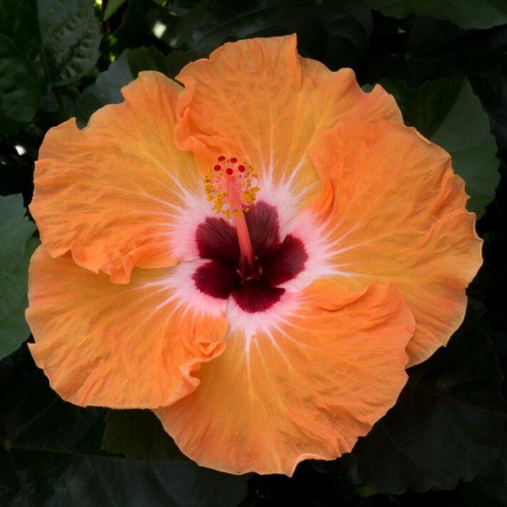 Mandarin Wide Hibiscus Hardy Hibiscus Flower Live Plant | www.seedsplantworld.com