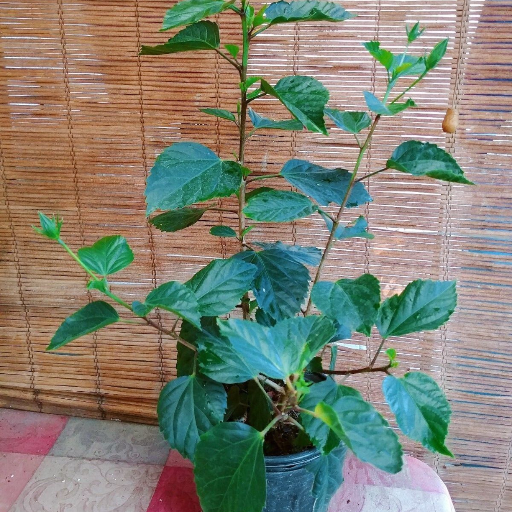 Mandarin Wide Hibiscus Hardy Hibiscus Flower Live Plant