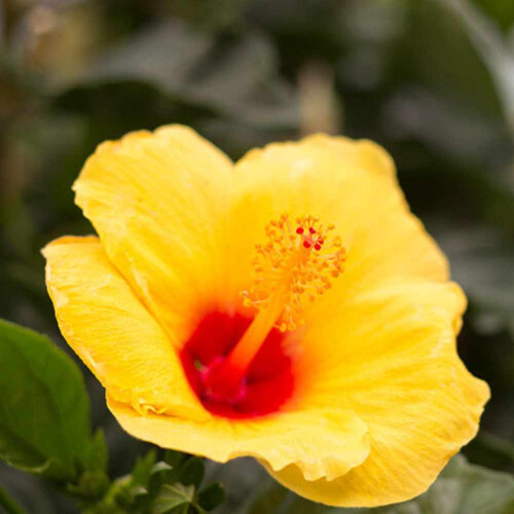 Sunny Wide Hibiscus Hardy Hibiscus Flower Live Plant | www.seedsplantworld.com