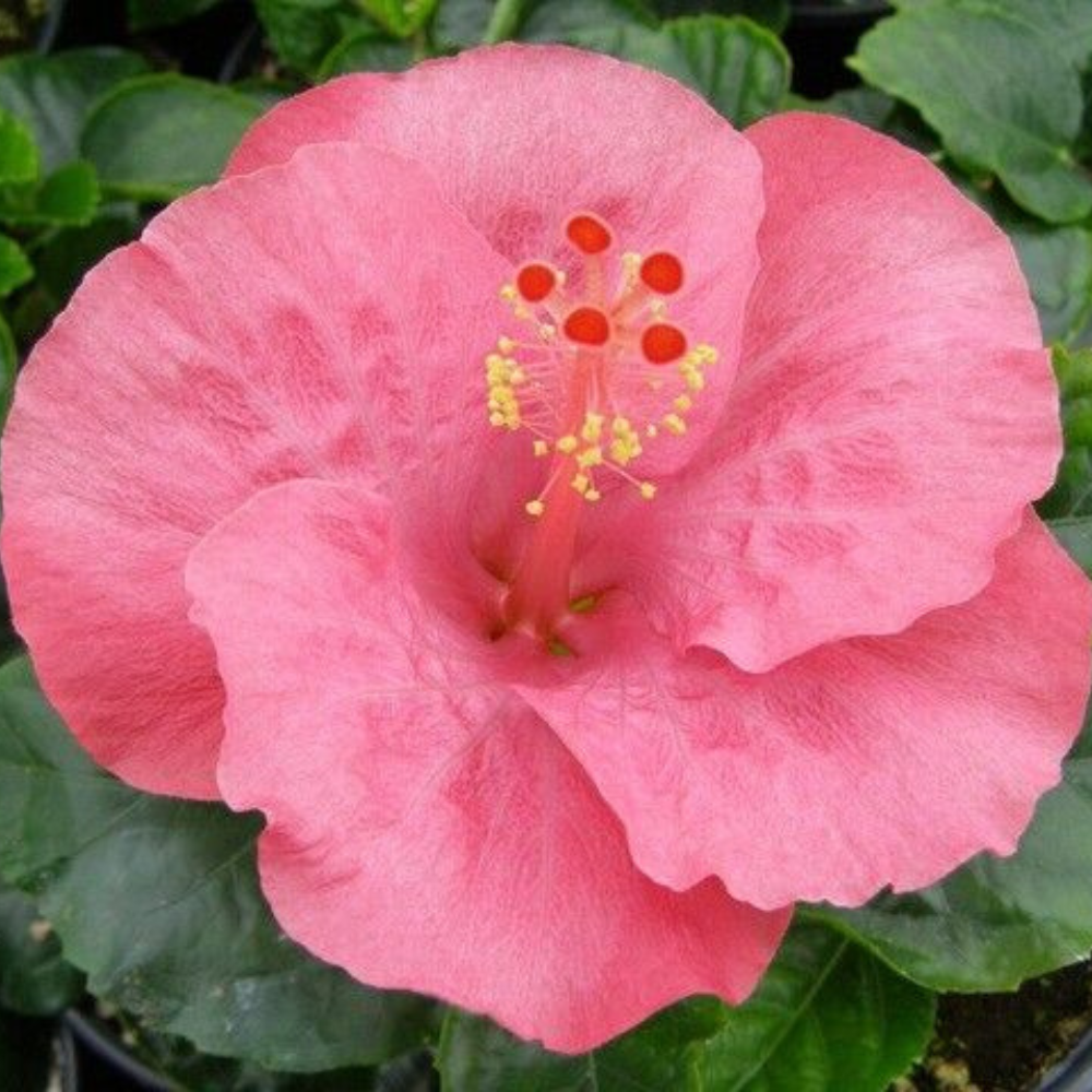 Tye-Dye Wind Wide Hibiscus Hardy Hibiscus Flower Live Plant | www.seedsplantworld.com