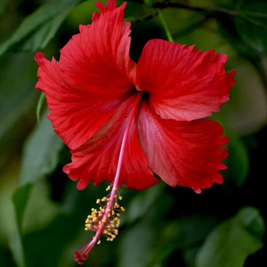 Lipstick Hibiscus Hardy Hibiscus Flower Live Plant | www.seedsplantworld.com