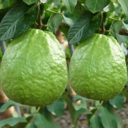 Thai Guavas Tropical Fruit Tree