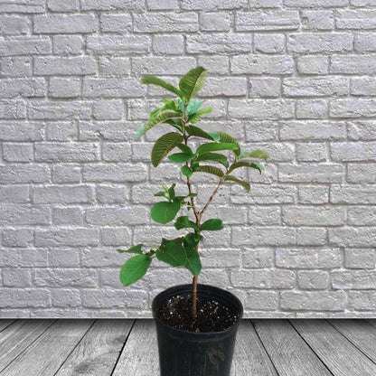 plant guava seeds in pot Thai Guavas Tropical Fruit Tree